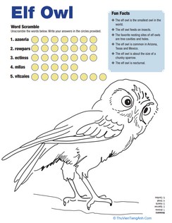 Elf Owl Facts