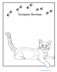 European Burmese Cat Coloring Page