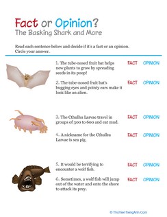 Fact or Opinion: The Basking Shark and More