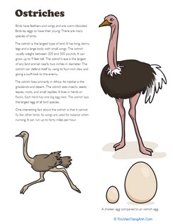 Facts About Ostrich