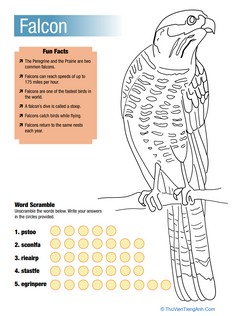 Falcon Facts