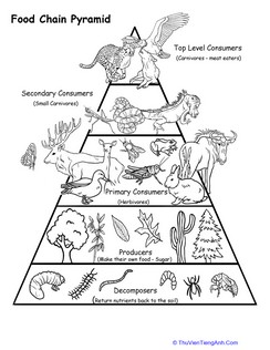 Food Chain Pyramid