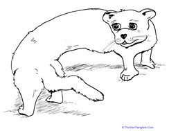 Friendly Ferret Coloring Page