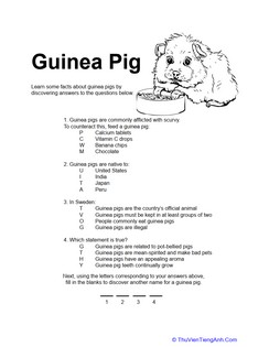 Guinea Pig Quiz