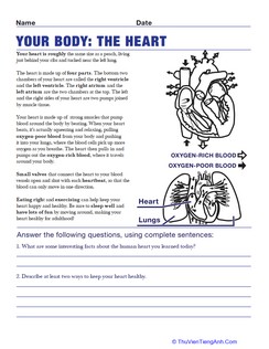 Heart Anatomy