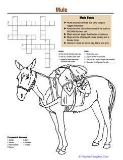 Horse Fun: Mule