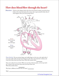 How Does Blood Flow Through the Heart?