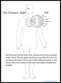 Human Anatomy: Eye
