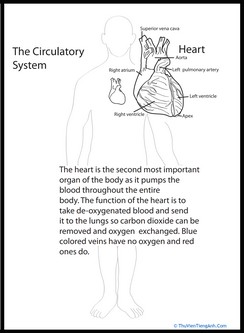 Human Anatomy: Heart