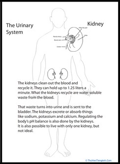 Human Anatomy: Kidney