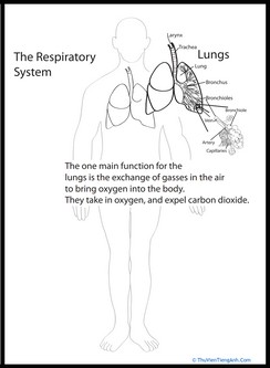 Human Anatomy: Lungs