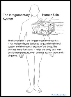 Human Anatomy: Skin