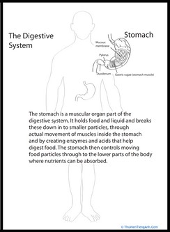 Human Anatomy: Stomach
