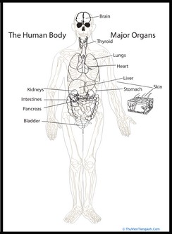 Human Body Diagram