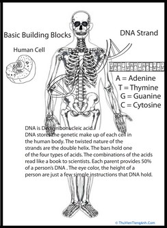 Human DNA