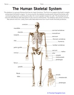 Human Skeletal System