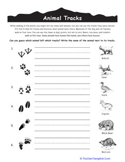 Identifying Animal Tracks