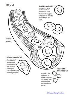 Basic Human Anatomy: Blood