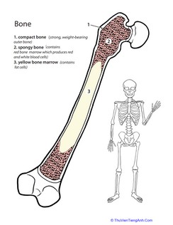 Inside-Out Anatomy: The Bone