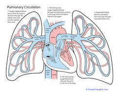 Inside-Out Anatomy: Circulation