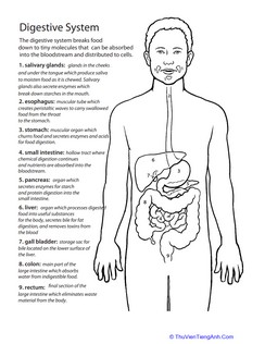 Inside-Out Anatomy: The Digestive System