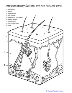 Inside-Out Anatomy: The Integumentary System