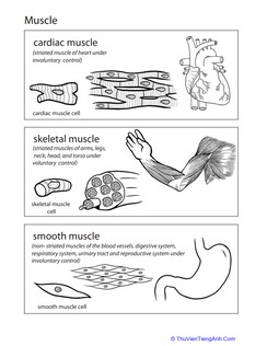 Inside-Out Anatomy: Muscles