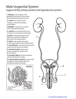 Inside-Out Anatomy: The Urinary System (Male)