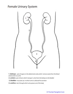 Inside-Out Anatomy: The Urinary System