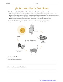Introduction to Food Chains