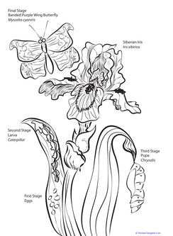 Flower and Insect: Iris, Butterfly