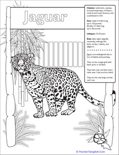 Jaguar Facts