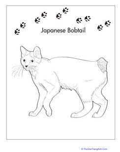 Japanese Bobtail Coloring Page