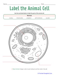 Label the Animal Cell: Level 1