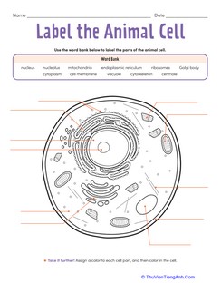 Label the Animal Cell: Level 2