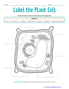 Label the Plant Cell: Level 1