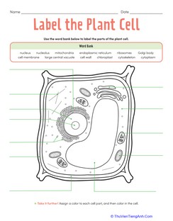 Label the Plant Cell: Level 2