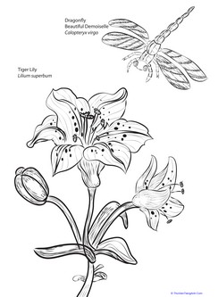 Lily and Dragonfly Coloring Page