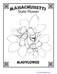 Massachusetts State Flower