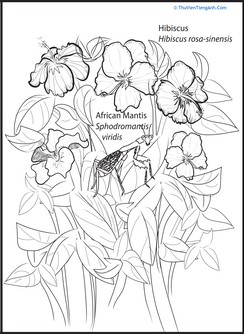 Nature Coloring Page