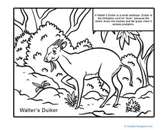 New Species: Walter’s Duiker