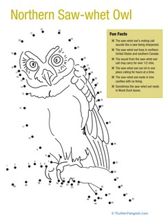 Northern Saw Whet Owl Facts