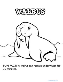 Walrus Fun Fact Coloring Page