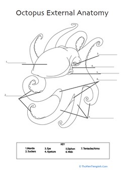 Octopus Anatomy