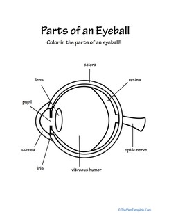 Parts of an Eye
