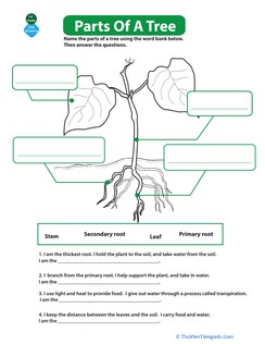 The Parts of a Tree