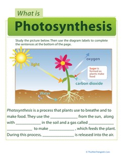 Photosynthesis for Kids