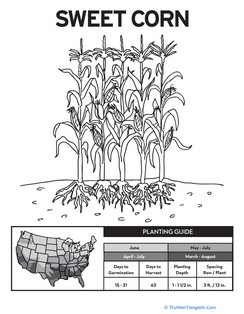 Planting Corn!