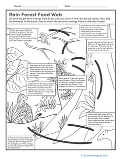 Rain Forest Food Web