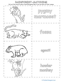 Memorize the Rainforest Animals